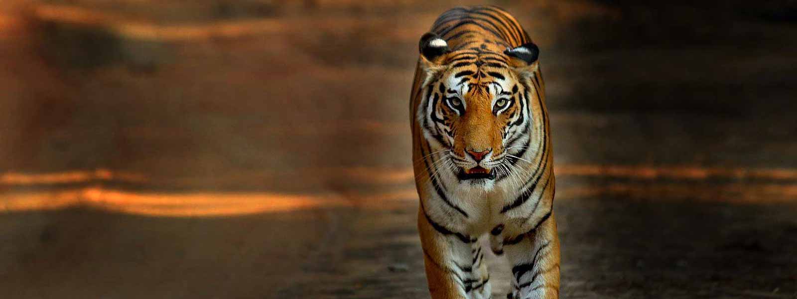 corbett national park