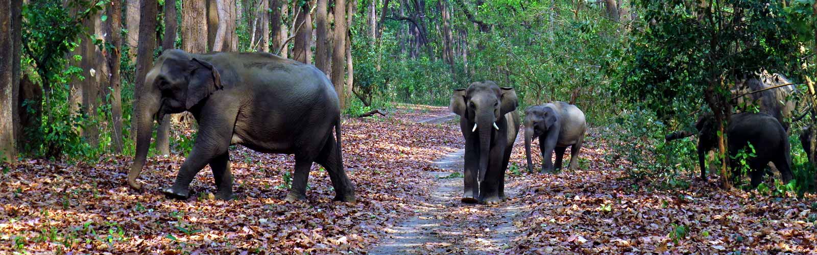 Jim corbett weekend tour