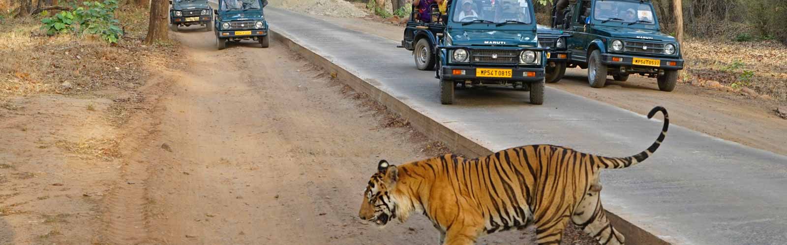 Jim corbett wildlife tour