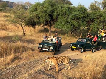 corbett jeep safari tour